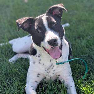 Cauldron Cade, Mixed Breed (Large), young, available for adoption