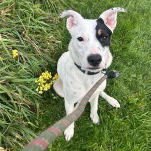 Werewolf Willy, Mixed Breed (Medium), young, available for adoption