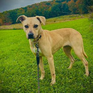 Polly Potion, Mixed Breed (Medium), adult, available for adoption