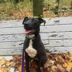 Oogily Boogily, Mixed Breed (Medium), young, available for adoption