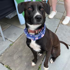 Jellyfish, Mixed Breed (Medium), young, available for adoption