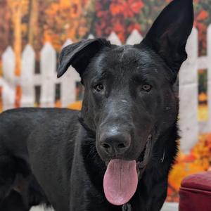 Ghost, Retriever, Black Labrador, young, available for adoption