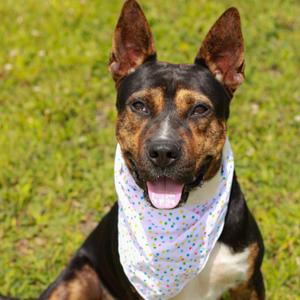 Mickey, Terrier, adult, available for adoption