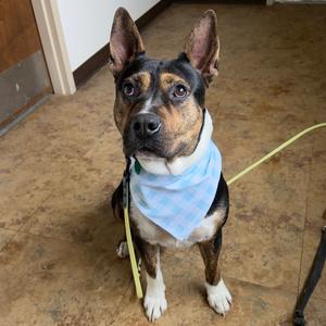 Mickey, Terrier, adult, available for adoption