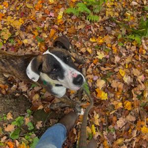 Goblin Gary, Mixed Breed (Medium), young, available for adoption