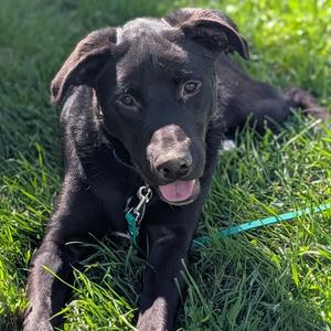 Gooey Louie, Mixed Breed (Large), young, available for adoption