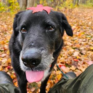 Myles, Mixed Breed (Medium), senior, available for adoption