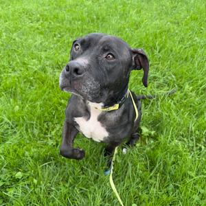 Dolly Parton, Terrier, Staffordshire Bull, adult, available for adoption