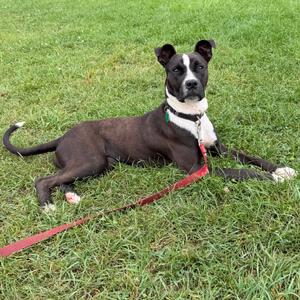 A black and white dog with a red leash lying on a grassy field.