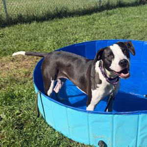 Faith, Terrier, American Pit Bull, young, available for adoption