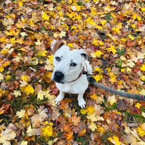 Spore, Mixed Breed (Medium), young, available for adoption