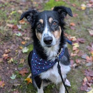 A black, white, and brown dog wearing a blue bandana with white polka dots, sitting on a grassy area with fallen leaves.