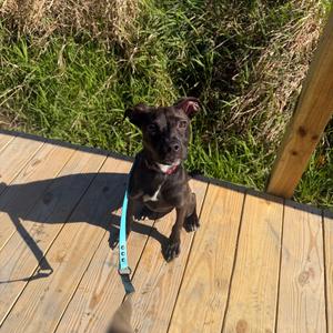 Haunted Harriet, Mixed Breed (Medium), young, available for adoption