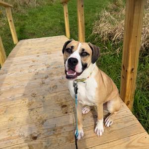 Krue, Boxer, young, available for adoption