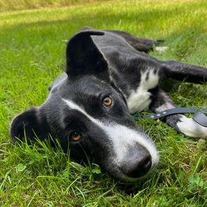 Critter, Collie, Border, young, available for adoption