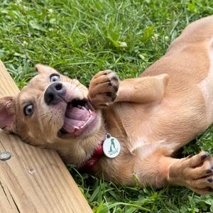 Josie (formerly Josephine), Retriever, Labrador, puppy, available for adoption