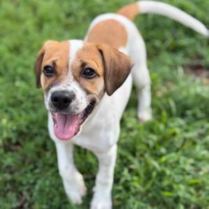 Stella, Retriever, Labrador, puppy, available for adoption