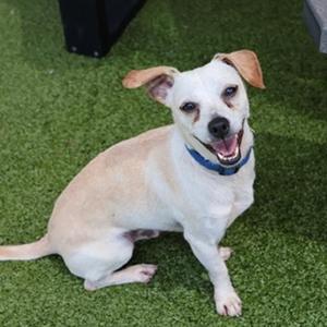 Byrd, Mixed Breed (Small), adult, available for adoption