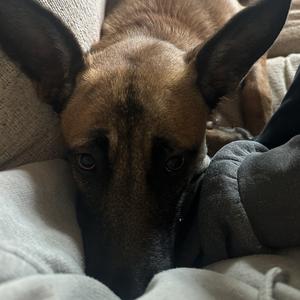 Lilly, Malinois, Belgian, adult, available for adoption