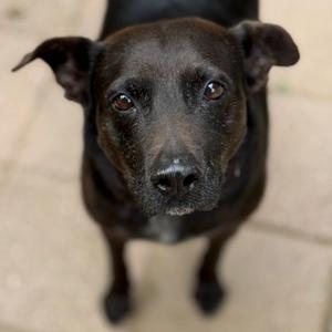 Murphy, Retriever, Black Labrador, adult, available for adoption