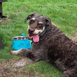 Bruno, Portugese Water Dog, adult, available for adoption