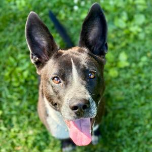 Sly, Cattle Dog, Australian (Blue Heeler), adult, available for adoption