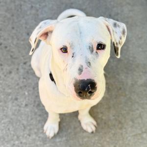 A white dog with black spots on its face and ears, looking up at the camera.