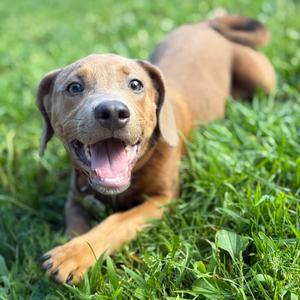 Jenna (formerly Jello), Retriever, Labrador, puppy, available for adoption