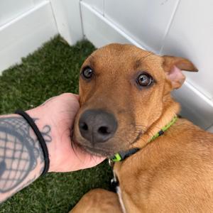 Teddy, Dachshund, Standard Smooth Haired, adult, available for adoption