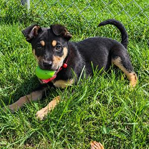 Everest, Mixed Breed (Medium), puppy, available for adoption
