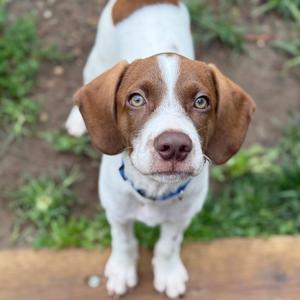 A brown and white dog with floppy ears and a blue collar looking up at the camera.