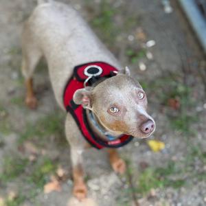 A dog wearing a red harness, looking up at the camera.