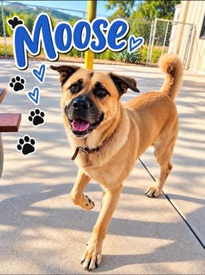 MOOSE, Anatolian Shepherd Mix, adult, available for adoption