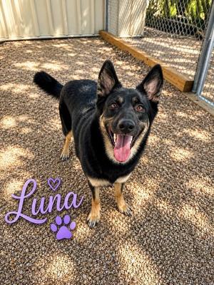 LUNA, German Shepherd Dog Mix, adult, available for adoption