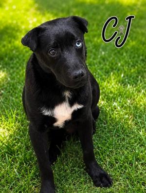 CJ, Catahoula Leopard Hound Mix, puppy, available for adoption