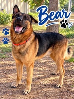 BEAR, German Shepherd Dog Mix, adult, available for adoption