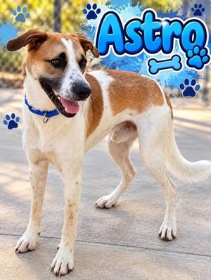 ASTRO/Charlie, Black Mouth Cur Mix, young, available for adoption