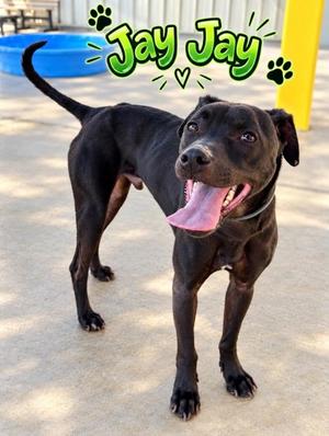 JAQUEES/JAY JAY, Labrador Retriever Mix, adult, available for adoption