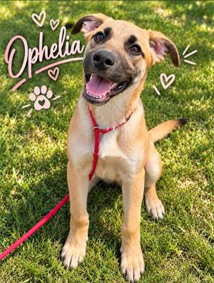 ASPEN/OPHELIA, Black Mouth Cur Mix, young, available for adoption
