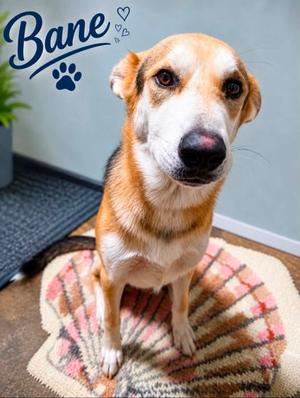 BANE, German Shepherd Dog Mix, young, available for adoption