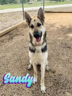 SANDY, German Shepherd Dog Mix, adult, available for adoption