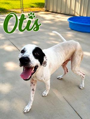 OTIS, Border Collie Mix, adult, available for adoption