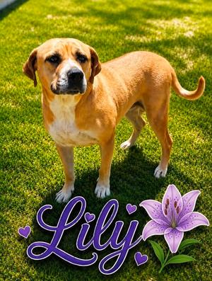 LILY, Rhodesian Ridgeback Mix, adult, available for adoption