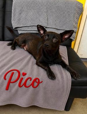 PICO, Chihuahua - Smooth Coated Mix, adult, available for adoption