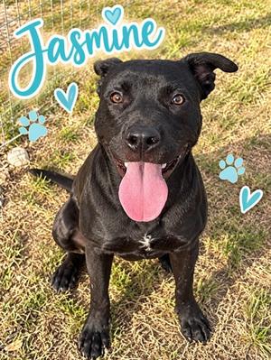 JASMAINE, American Pit Bull Terrier Mix, young, available for adoption