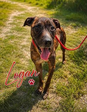 LOGAN, American Pit Bull Terrier Mix, adult, available for adoption