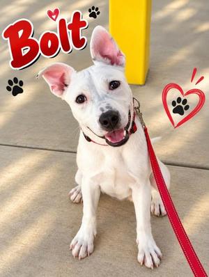 BOLT, American Pit Bull Terrier Mix, young, available for adoption
