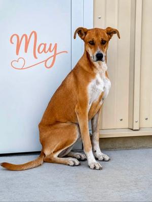 Poppy/MAY, Black Mouth Cur and Hound, young, available for adoption