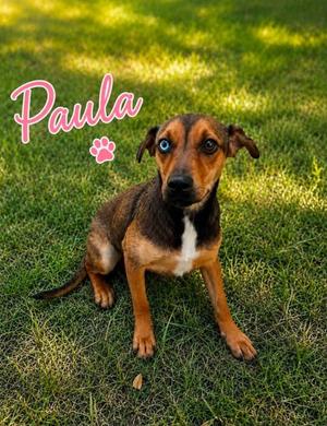 PAULA, Catahoula Leopard Hound Mix, puppy, available for adoption
