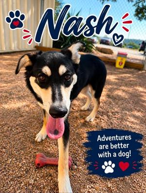 NASH, Alaskan Husky Mix, young, available for adoption